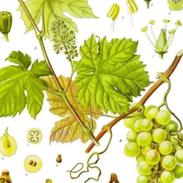 Folha cortada de videira vermelha Iphym Herbalism Vitis vinifera