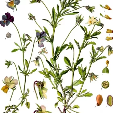 CREÍAN PLANTAS SILVESTRES CORTE IPHYM herboristería Viola tricolor L. / V. arvensis Murray