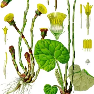 COLTSFOOT FLOWER IPHYM Herbalism Tussilago farfara L.