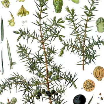 Juniper berry frutas IPHYM Herbalism Juniperus communis