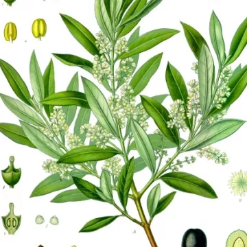 OLIVIER hele blad IPHYM Herbalism Olea europaea L.