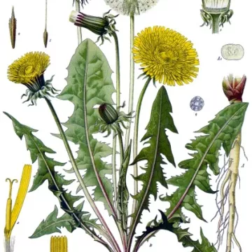 Löwenzahn Wurzel geschnitten Iphym Kräutermedizin Taraxacum officinale