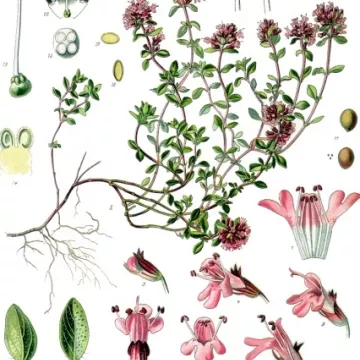 SERPOLET CORTE DE LA PLANTA IPHYM hierba Thymus serpyllum L.