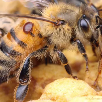 Natürliche Behandlung Anti-Varroa Anti-Blockflöte und Anti-Nosemose