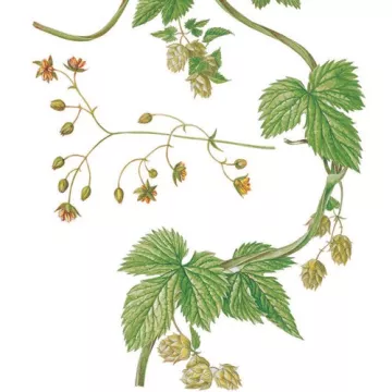 HOUBLON DEMI VERT cône Iphym Herboristerie Humulus lupulus