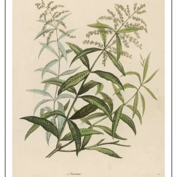 VERVEINE HOJA DE OLOR CUT IPHYM herboristería Lippia citriodora