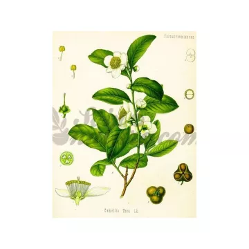 Thé Vert Matcha Bio - Camellia sinsensis - Poudre - Herboristerie
