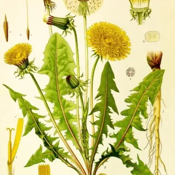 PISSENLIT FEUILLE COUPEE IPHYM Herboristerie Taraxacum officinale