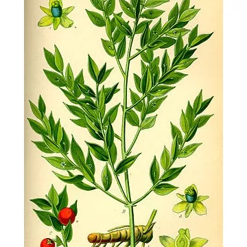 LITTLE HULST wortelstok CUP IPHYM Herbalism Ruscus aculeatus L.