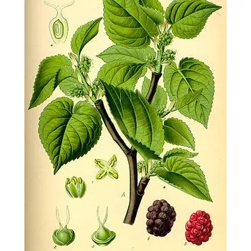 Mulberry Cut leaf Iphym Herbalism Morus Nigra