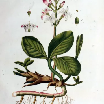 MENYANTHE klaverblad WATER CUT IPHYM Herbalism Menyanthes trifoliata L.