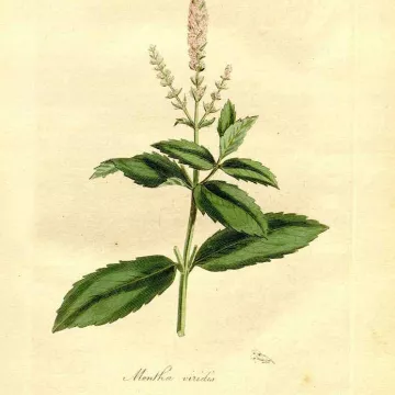 Verse muntblaadjes GEHEEL IPHYM Herb Mentha viridis L.