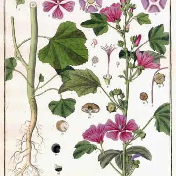 Salvaje púrpura HOJA CUT IPHYM herboristería Malva sylvestris L.