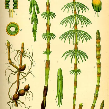 Prèle pequeno corte PLANT IPHYM Herb Equisetum arvense L.