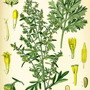 Absinthe Grande Plante coupée HERBORISTERIE