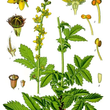 Agrimony Agrimonia planta corte HERBORISTERIE eupatoria