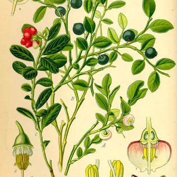 Bilberry (blueberry) Vaccinium myrtillus leaf HERBORISTERIE