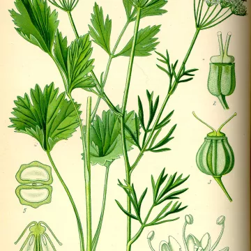 Semillas Anís Pimpinella anisum L. Fruto Herboristerie