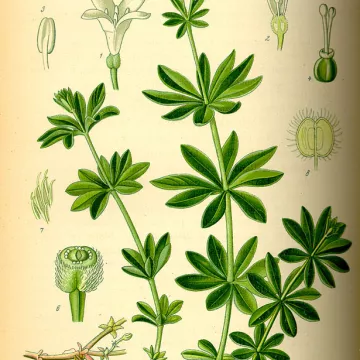 Waldmeister Galium odoratum Cleavers HERBORISTERIE duftende Pflanze (L.) Scop.