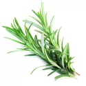 EPS Rosemary Pileje Liquid Leaf Extract