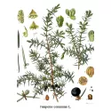 Bacche di ginepro frutta IPHYM Herbalism Juniperus communis